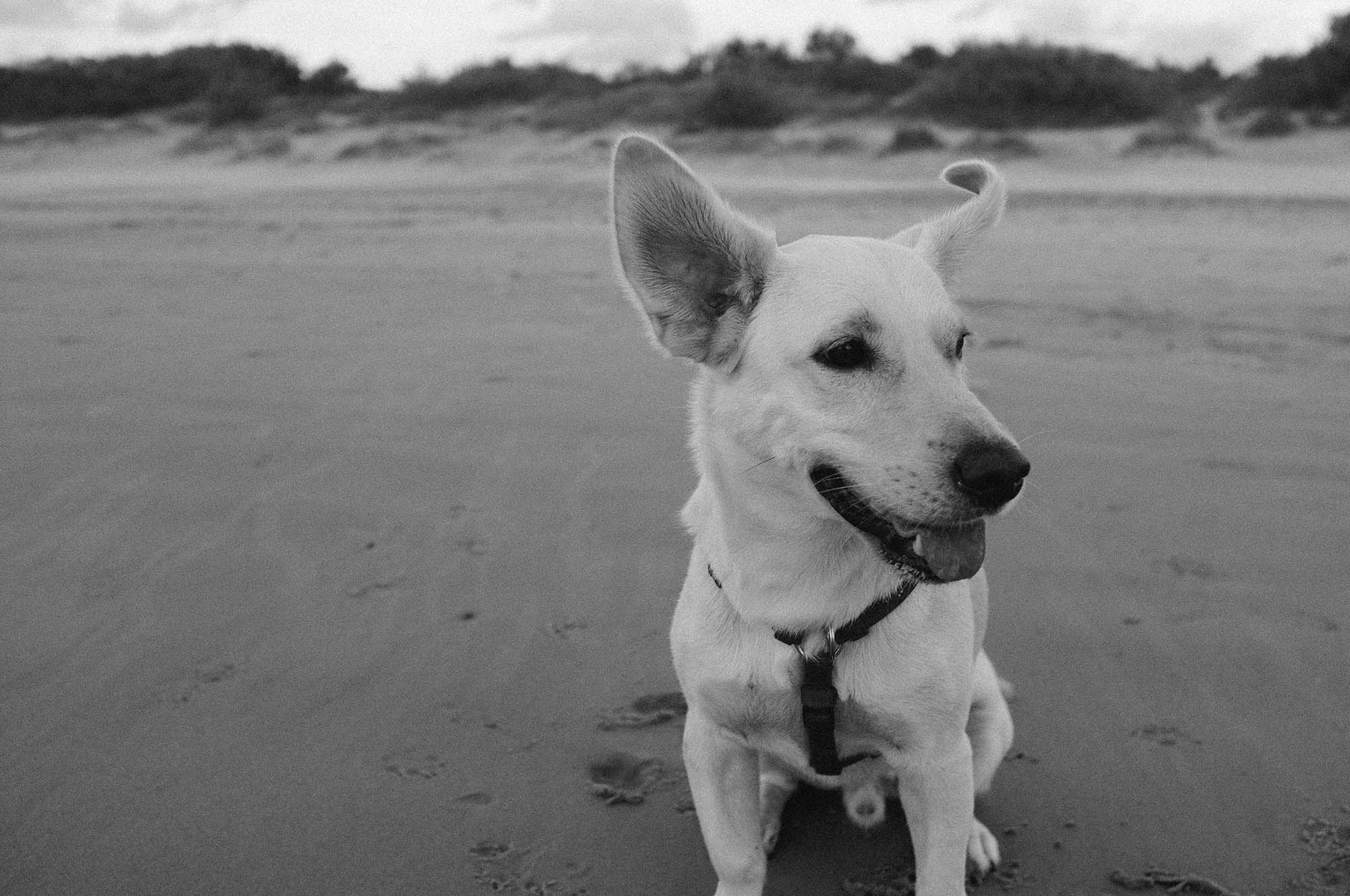 dog on a beach